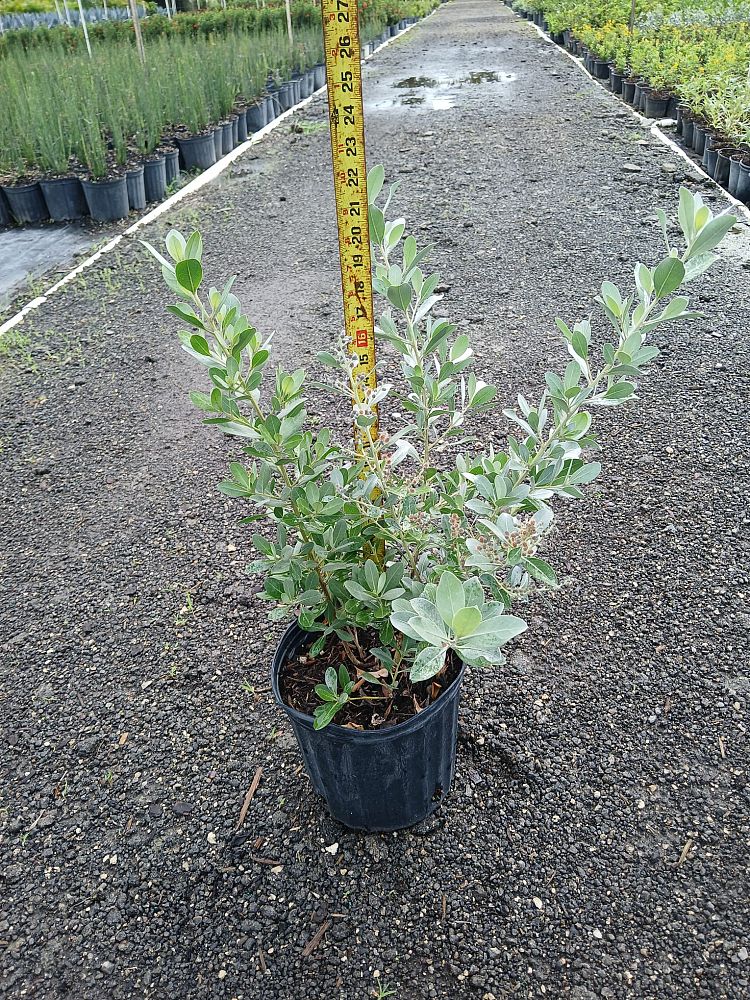 conocarpus-erectus-sericeus-silver-buttonwood