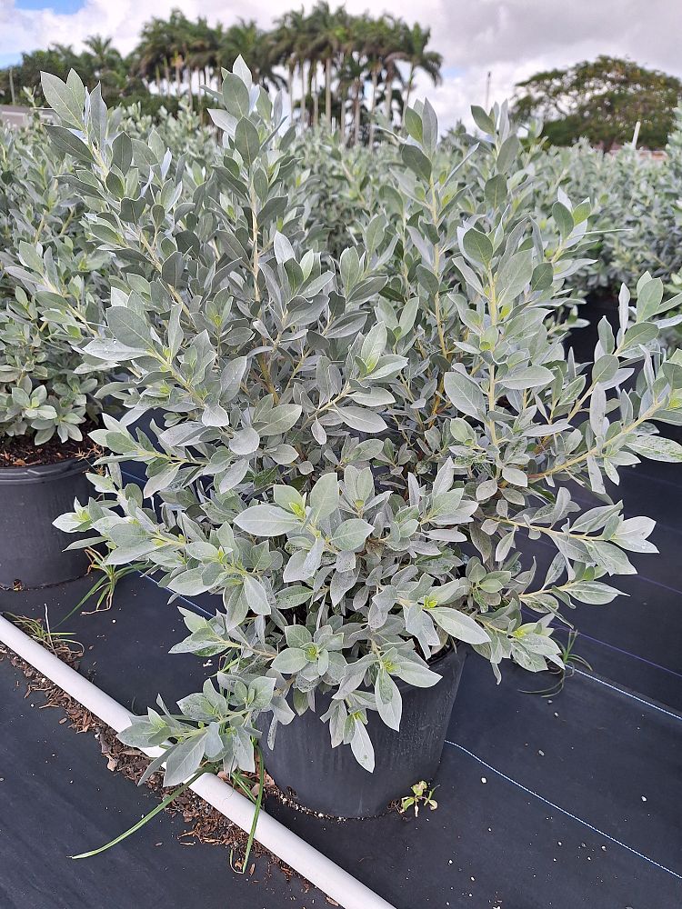 conocarpus-erectus-sericeus-silver-buttonwood