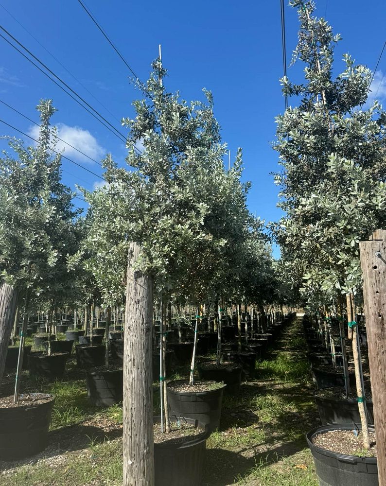 conocarpus-erectus-sericeus-silver-buttonwood