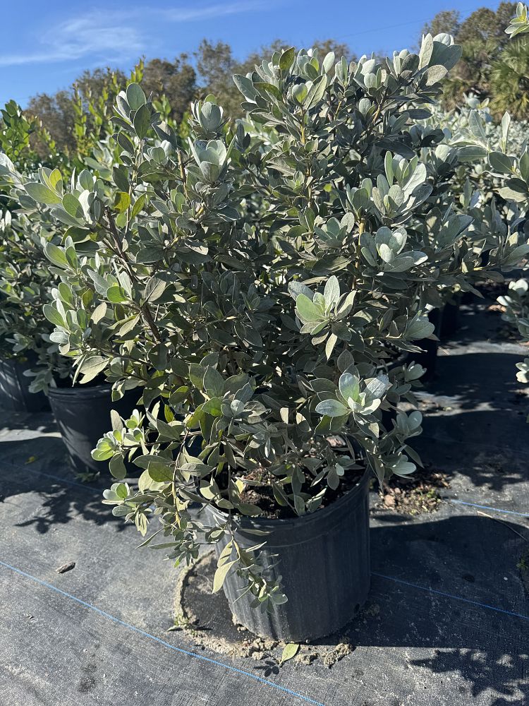 conocarpus-erectus-sericeus-silver-buttonwood