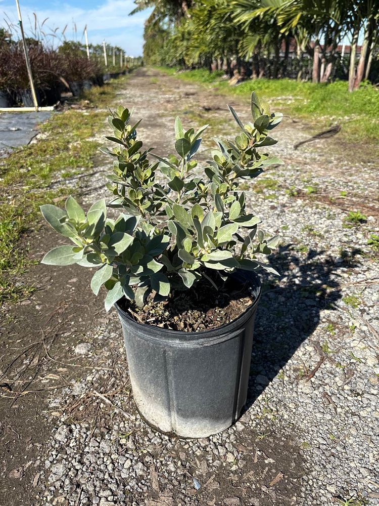 conocarpus-erectus-sericeus-silver-buttonwood