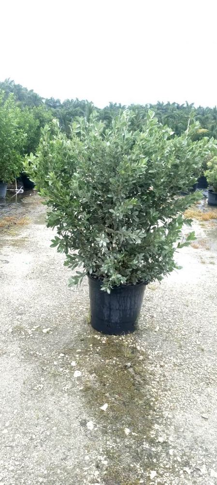 conocarpus-erectus-sericeus-silver-buttonwood