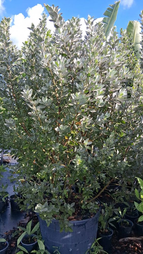 conocarpus-erectus-sericeus-silver-buttonwood