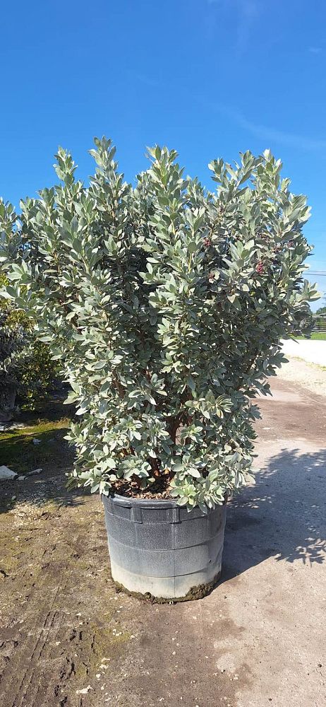 conocarpus-erectus-sericeus-silver-buttonwood