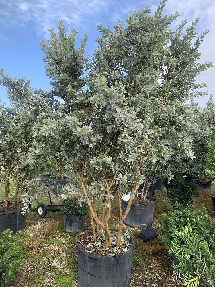 conocarpus-erectus-sericeus-silver-buttonwood