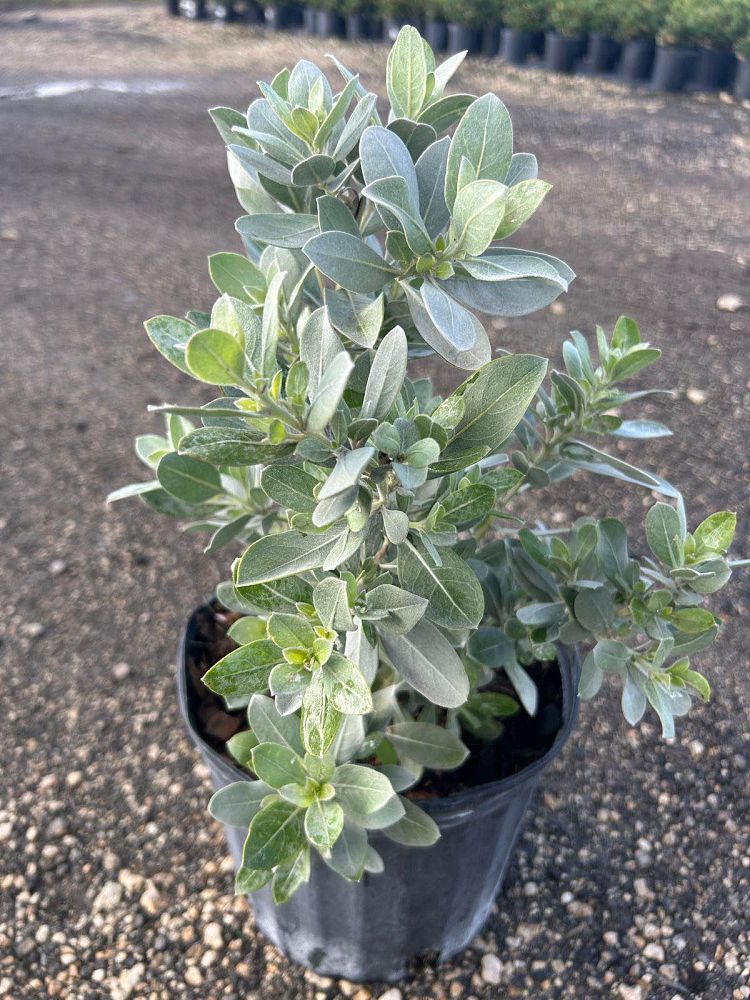 conocarpus-erectus-sericeus-silver-buttonwood