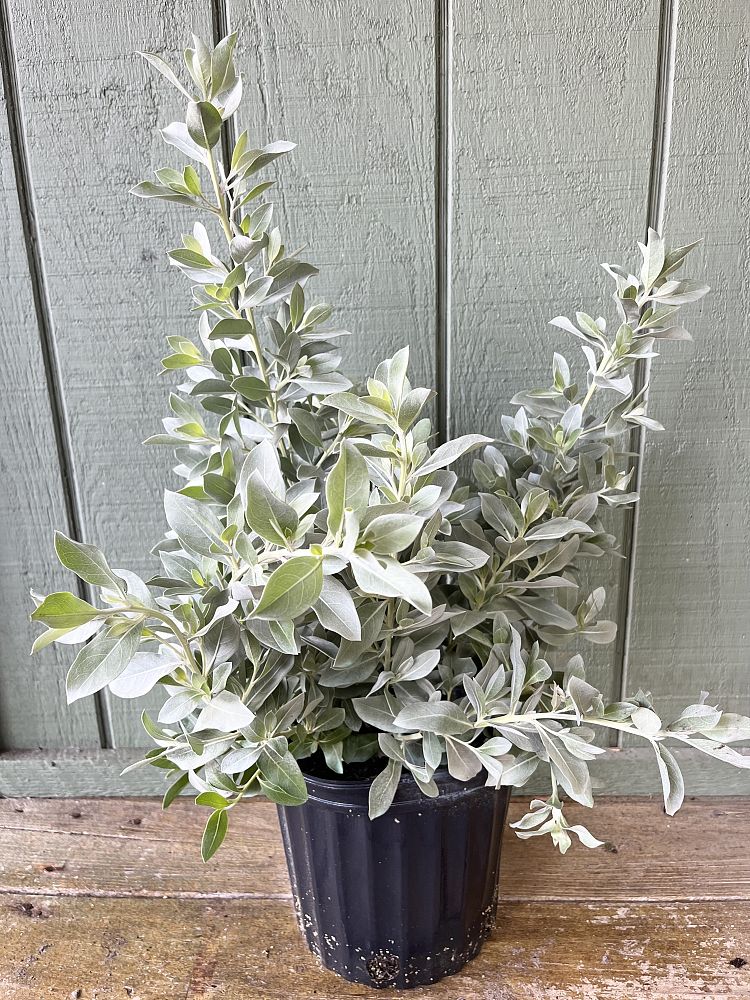 conocarpus-erectus-silver-queen-silver-buttonwood