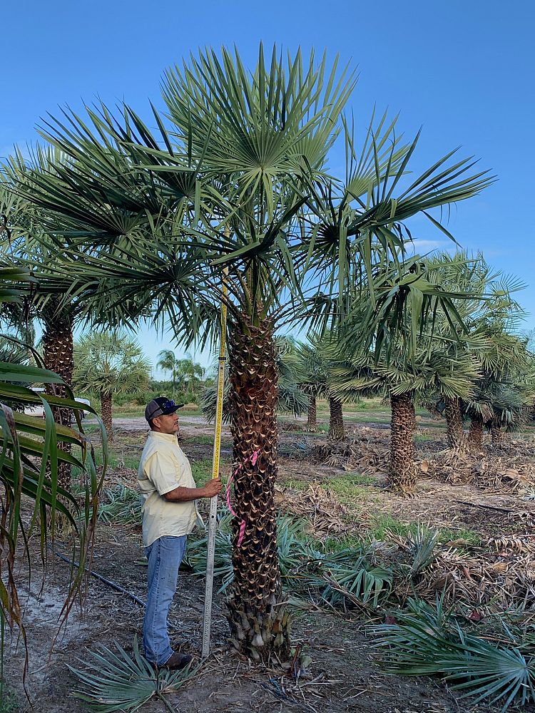 copernicia-alba-caranday-palm