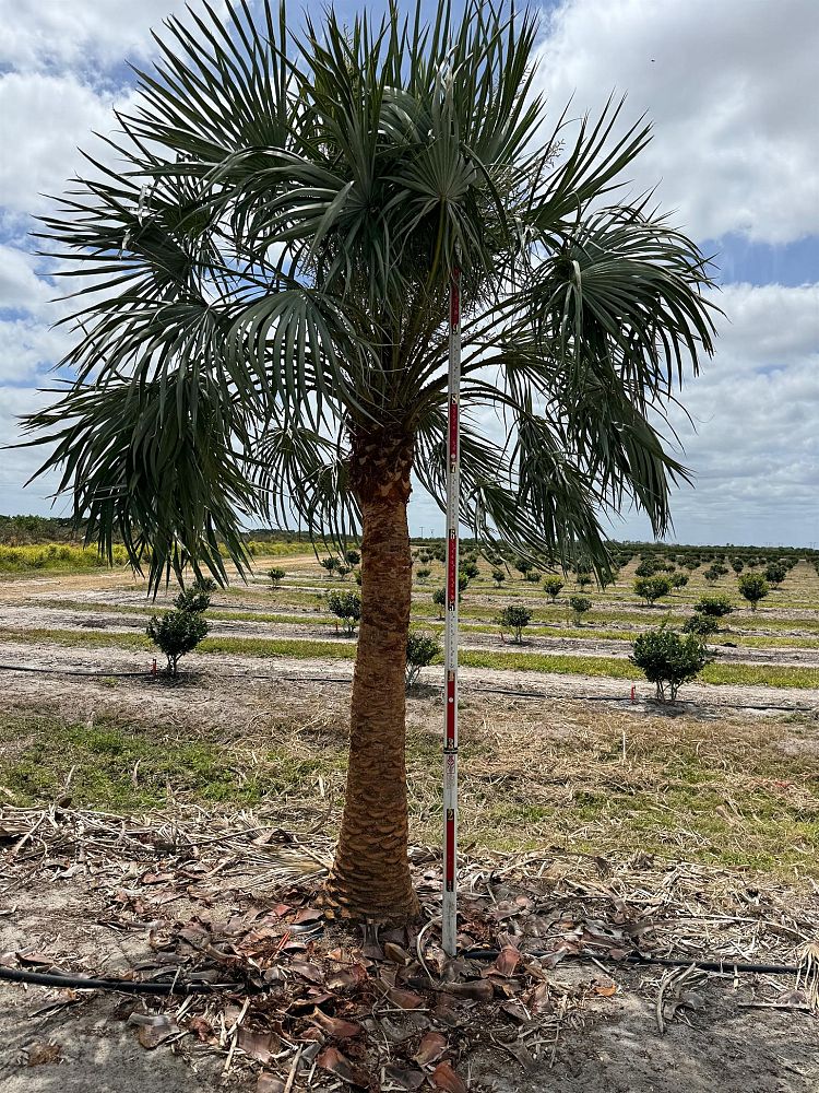 copernicia-alba-caranday-palm