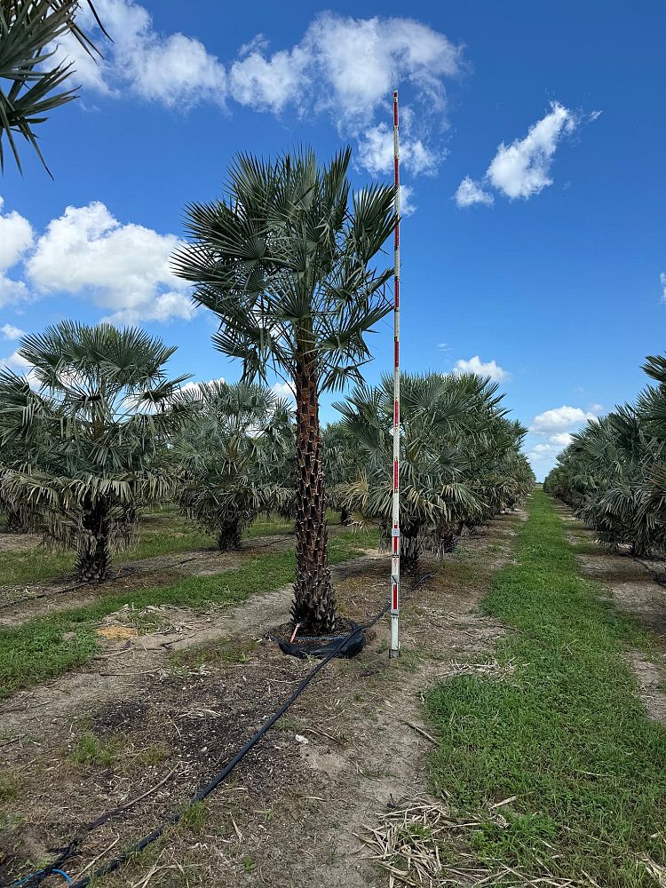 copernicia-alba-caranday-palm