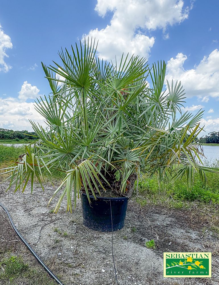 copernicia-alba-caranday-palm