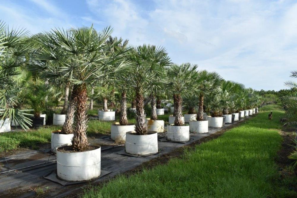 copernicia-alba-caranday-palm