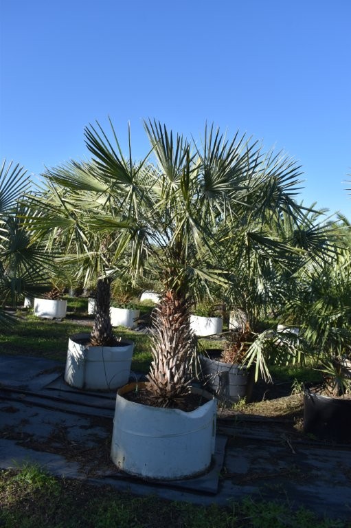 copernicia-alba-caranday-palm