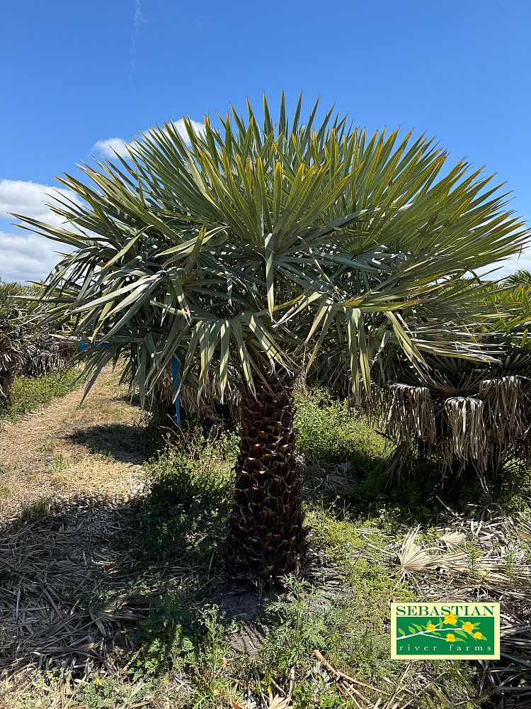 copernicia-alba-caranday-palm