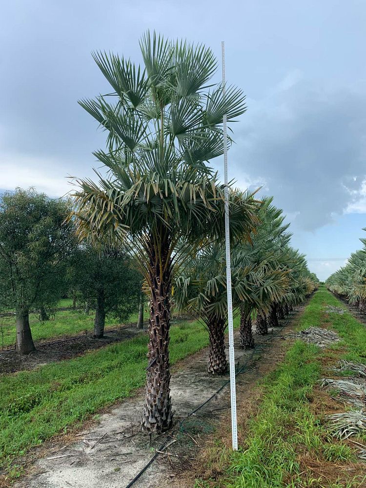 copernicia-alba-caranday-palm