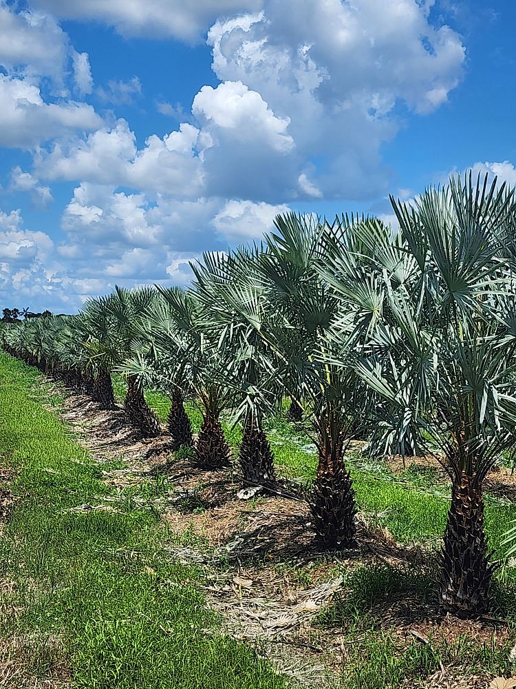 copernicia-alba-caranday-palm