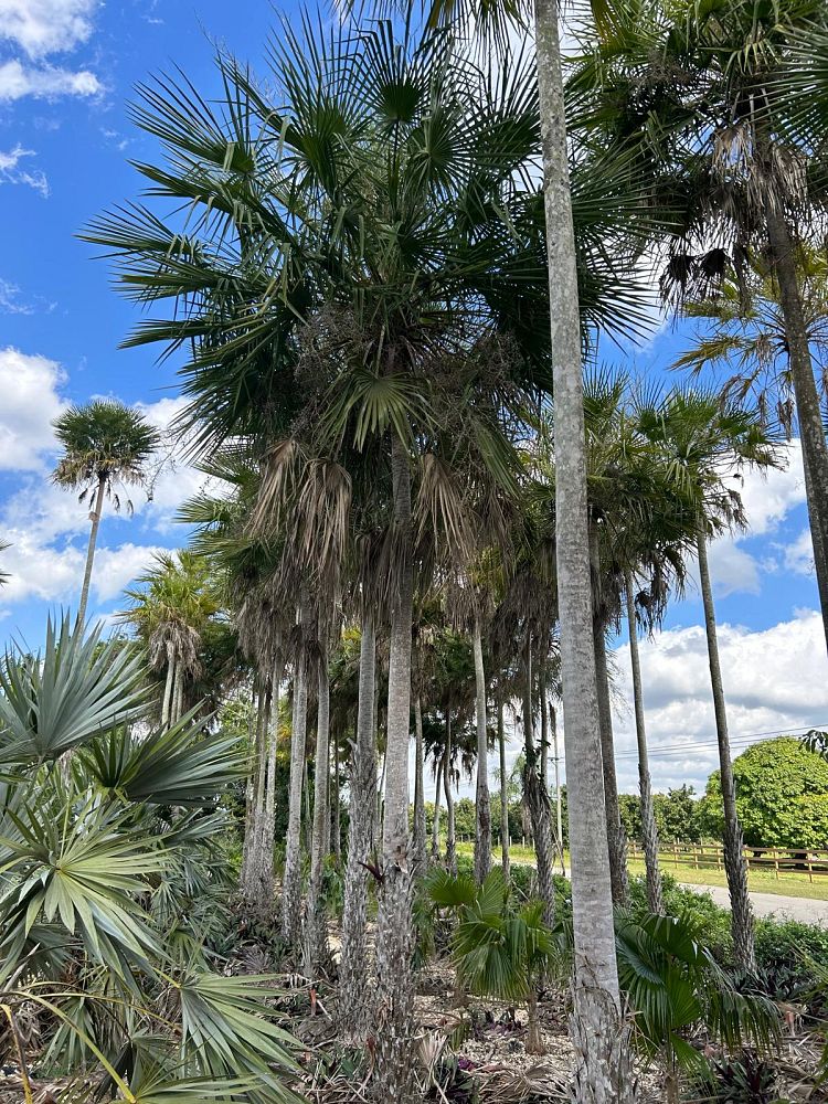 copernicia-alba-caranday-palm