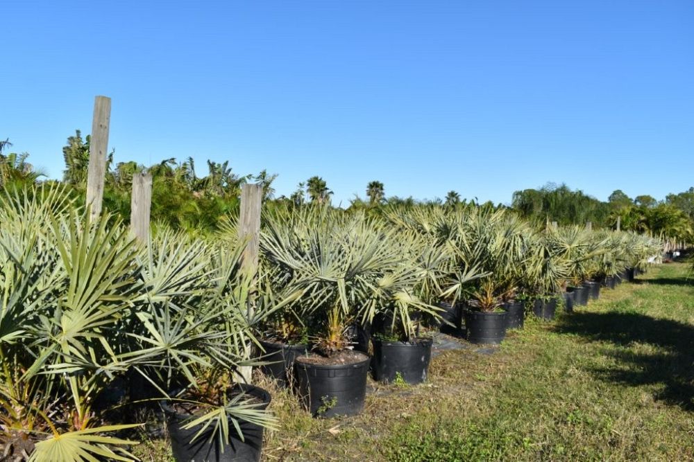 copernicia-alba-caranday-palm