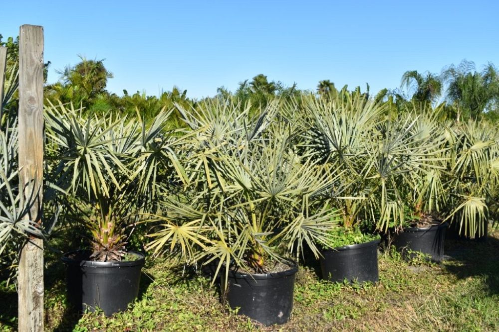 copernicia-alba-caranday-palm