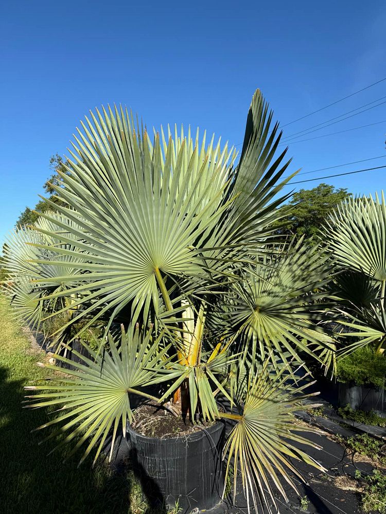 copernicia-fallaensis-copernicia-palm