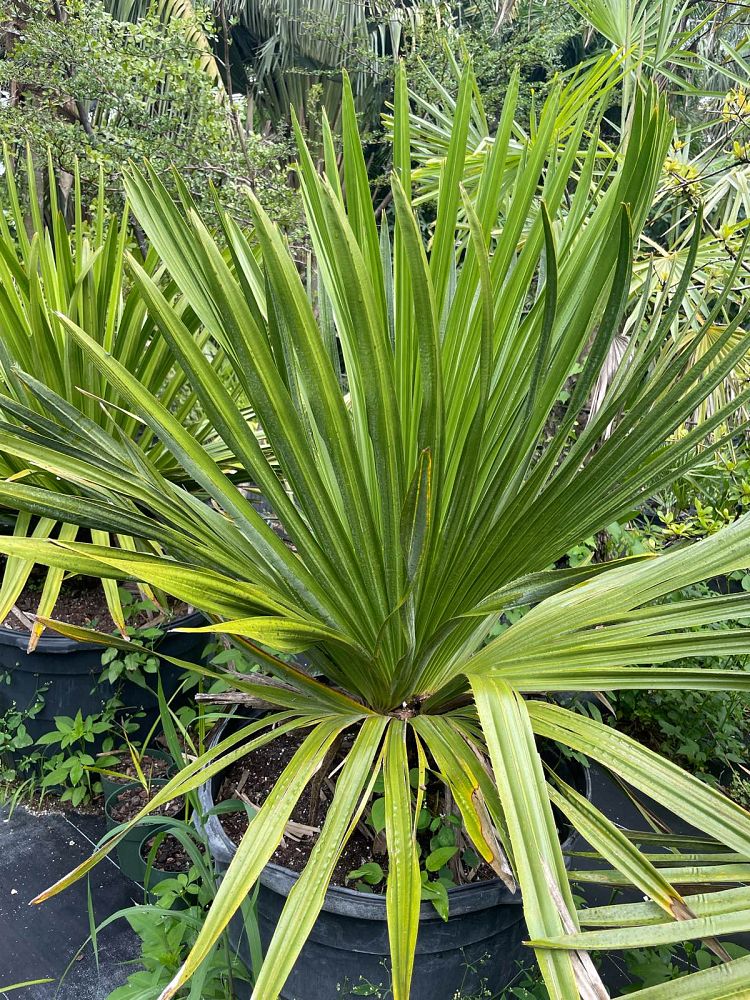 copernicia-macroglossa-cuban-petticoat