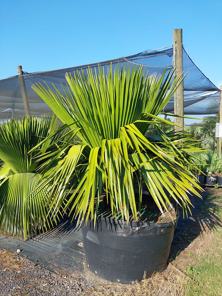 copernicia-macroglossa-cuban-petticoat