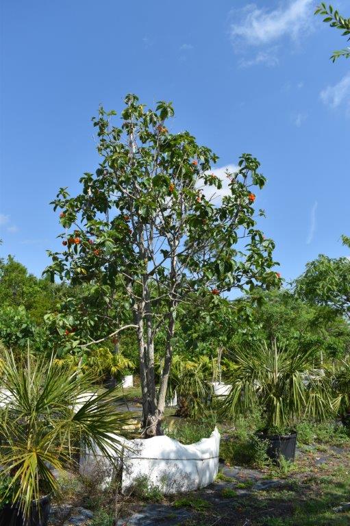 cordia-sebestena-orange-geiger-tree