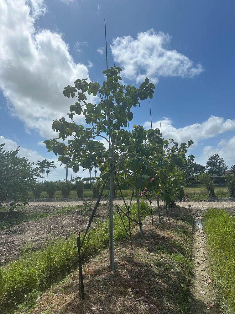 cordia-sebestena-orange-geiger-tree