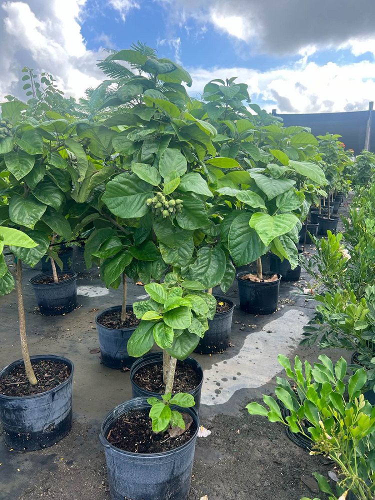 cordia-sebestena-orange-geiger-tree