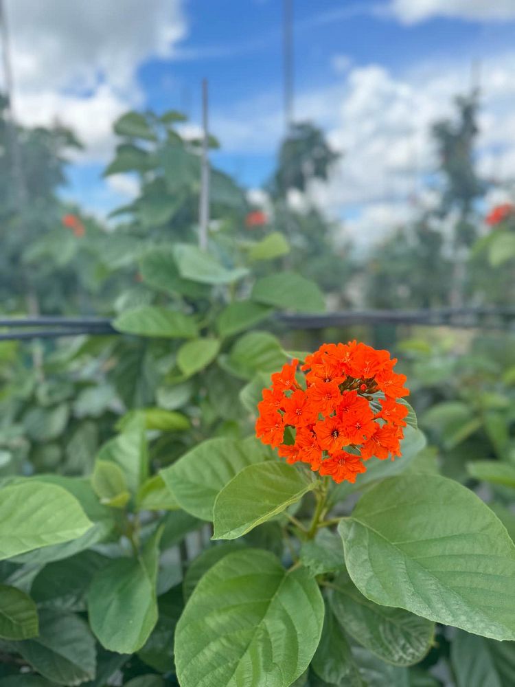 cordia-sebestena-orange-geiger-tree