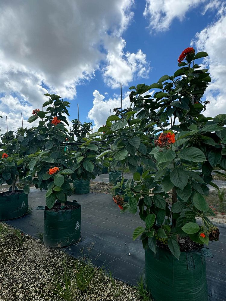 cordia-sebestena-orange-geiger-tree