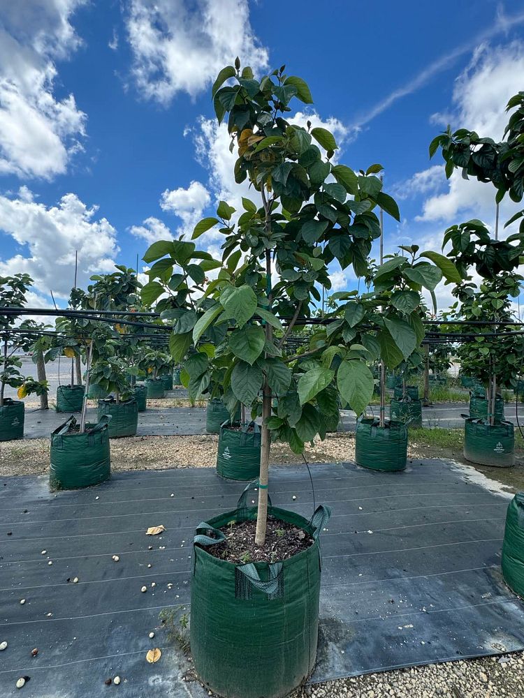 cordia-sebestena-orange-geiger-tree