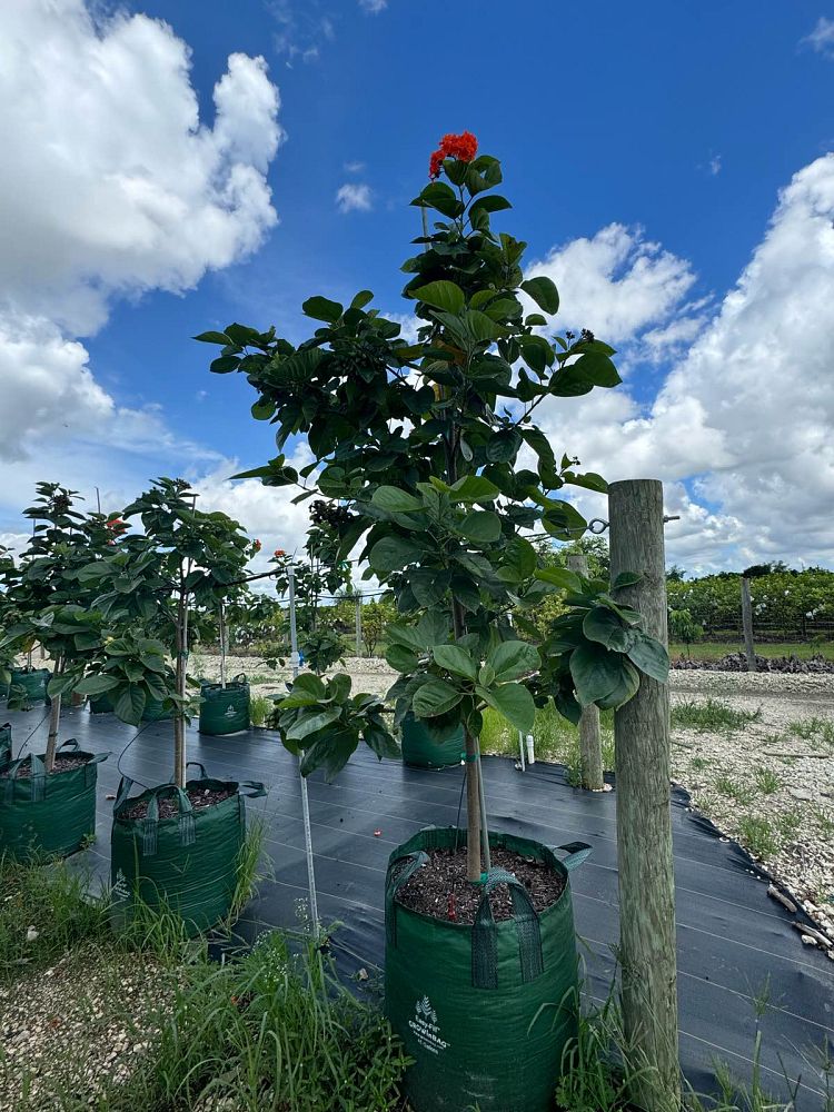 cordia-sebestena-orange-geiger-tree