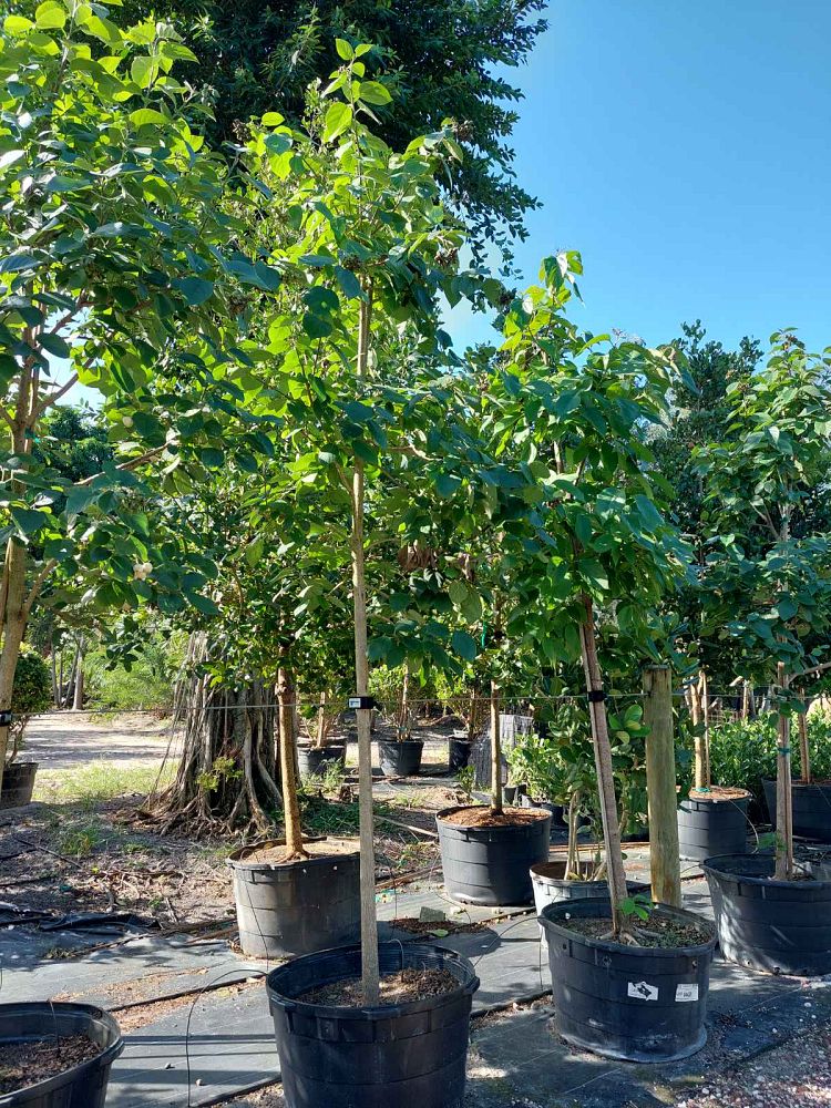 cordia-sebestena-orange-geiger-tree