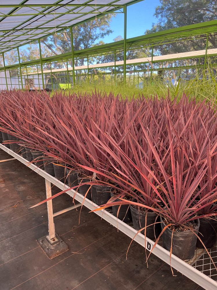 cordyline-australis-red-sensation-cabbage-tree