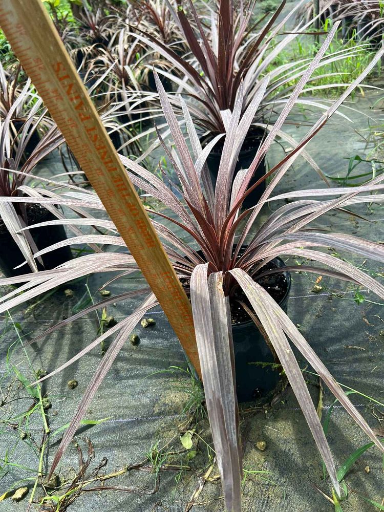 cordyline-australis-red-sensation-cabbage-tree