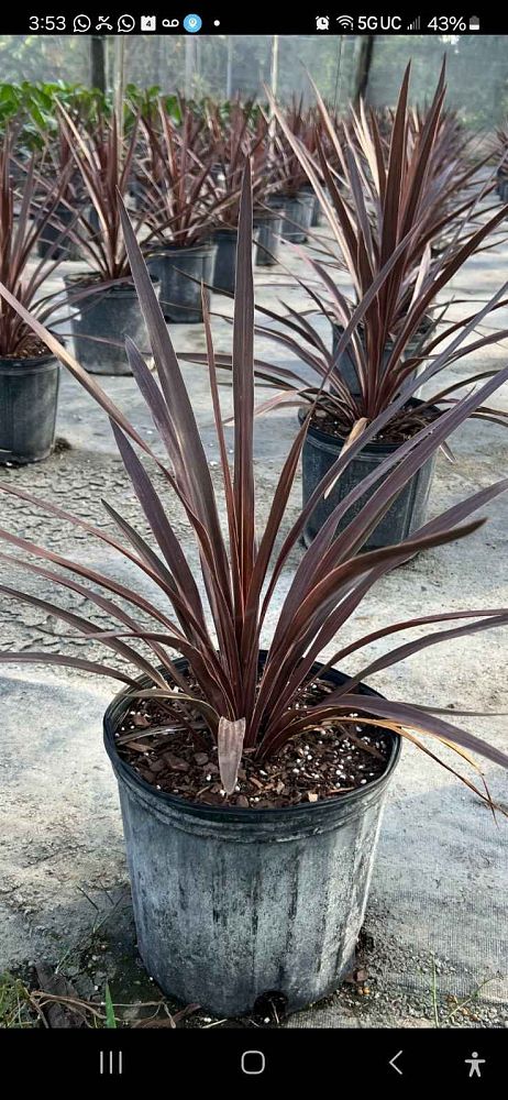 cordyline-australis-red-sensation-cabbage-tree