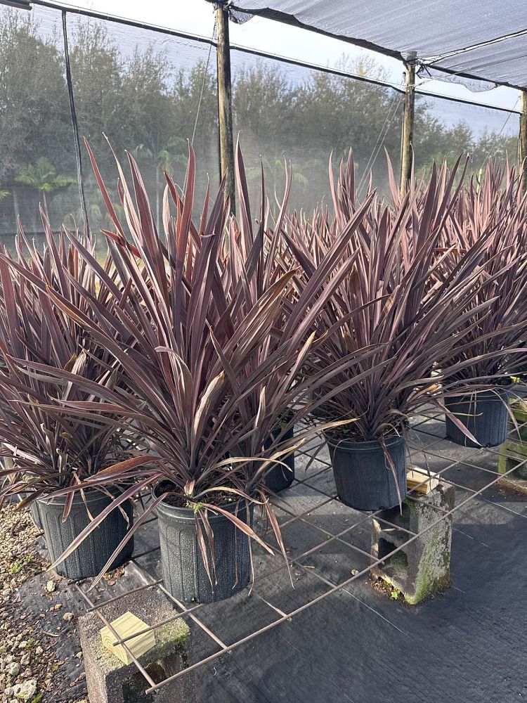 cordyline-australis-red-sensation-cabbage-tree