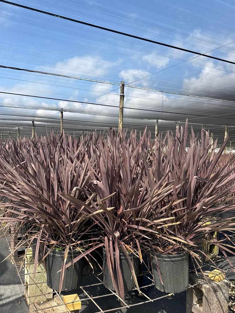 cordyline-australis-red-sensation-cabbage-tree