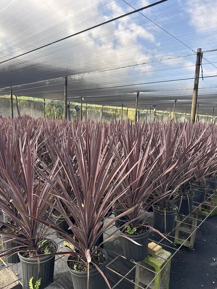 cordyline-australis-red-sensation-cabbage-tree