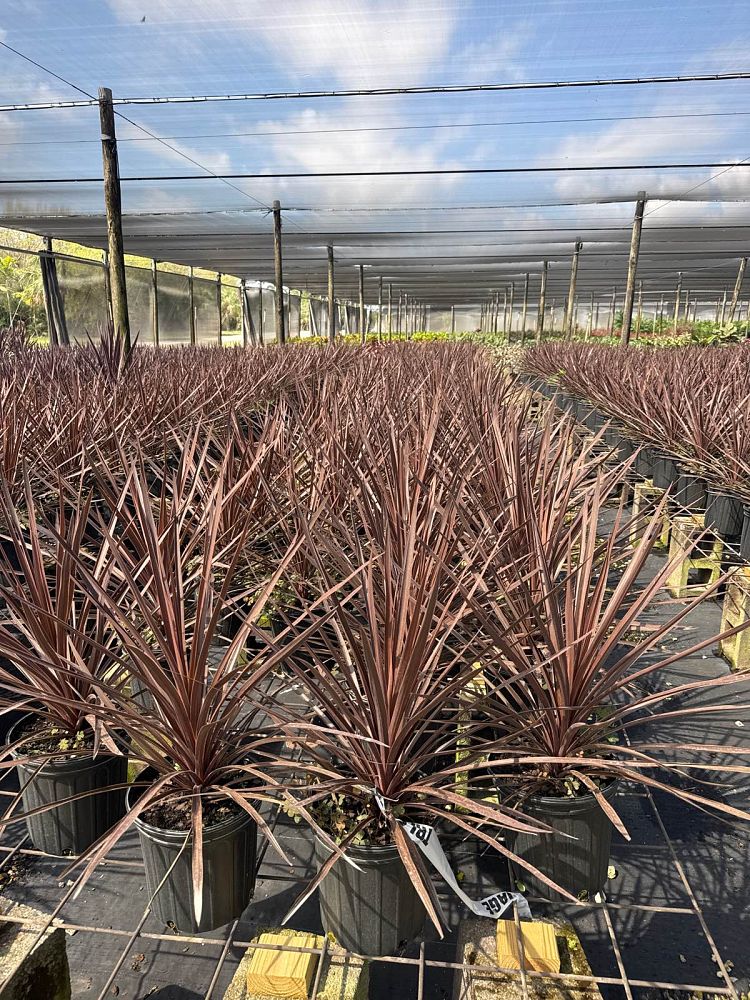 cordyline-australis-red-star-cabbage-tree