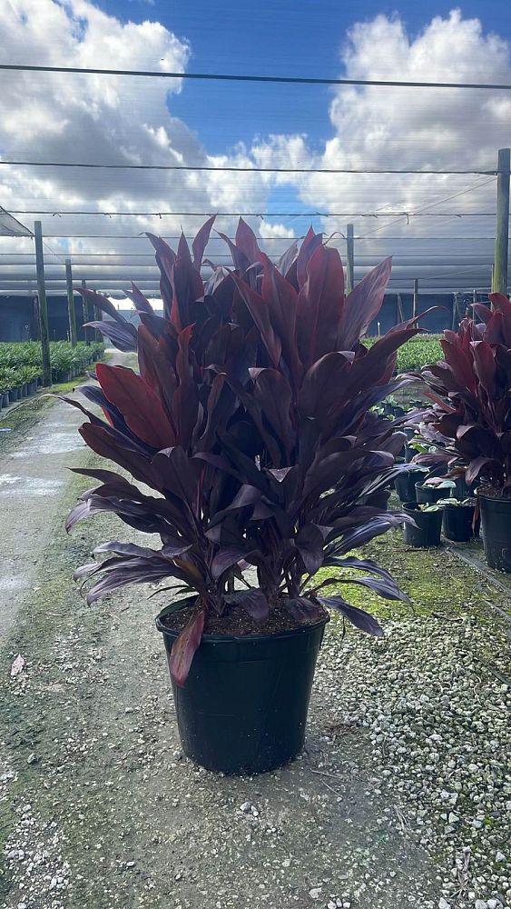 cordyline-fruticosa-auntie-lou-ti-plant-cordyline-terminalis-dracaena-terminalis