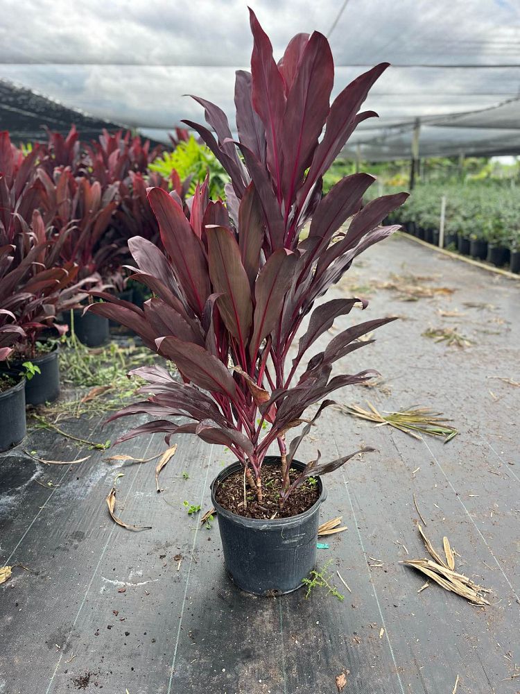 cordyline-fruticosa-auntie-lou-ti-plant-cordyline-terminalis-dracaena-terminalis