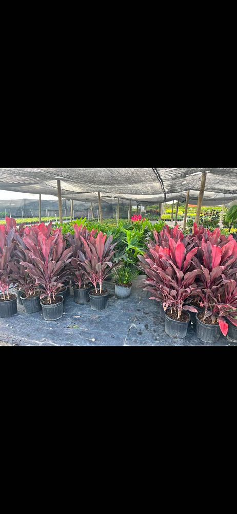 cordyline-fruticosa-auntie-lou-ti-plant-cordyline-terminalis-dracaena-terminalis