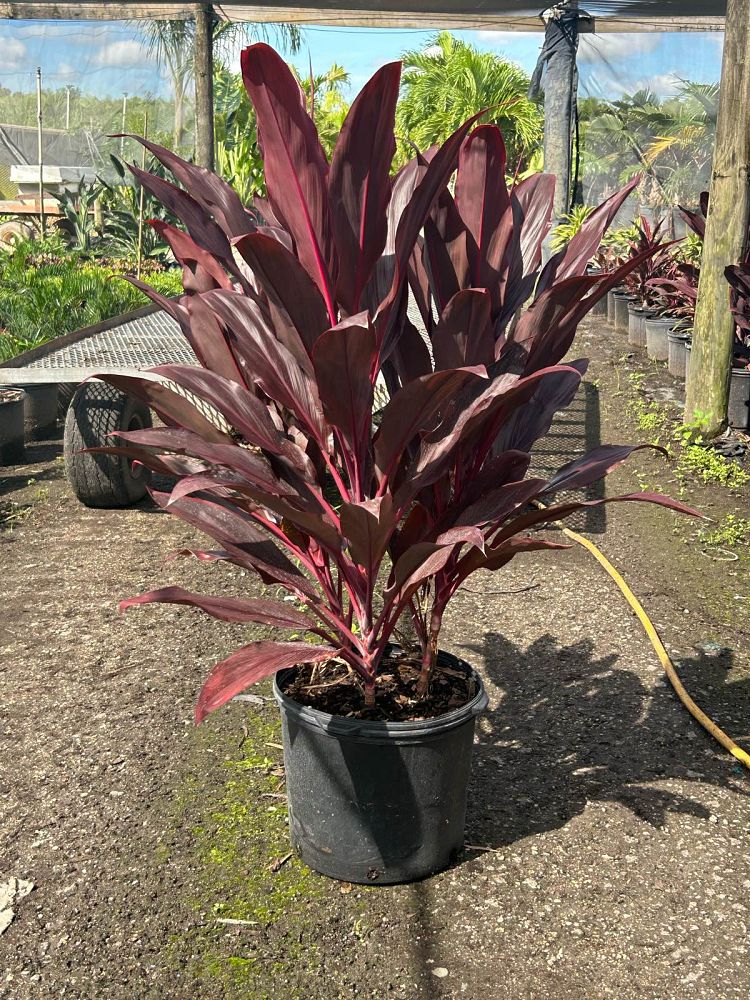 cordyline-fruticosa-auntie-lou-ti-plant-cordyline-terminalis-dracaena-terminalis