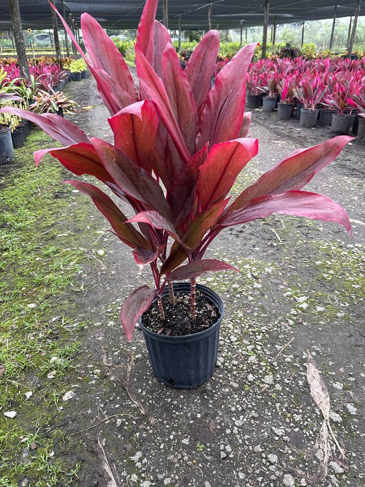 cordyline-fruticosa-auntie-lou-ti-plant-cordyline-terminalis-dracaena-terminalis