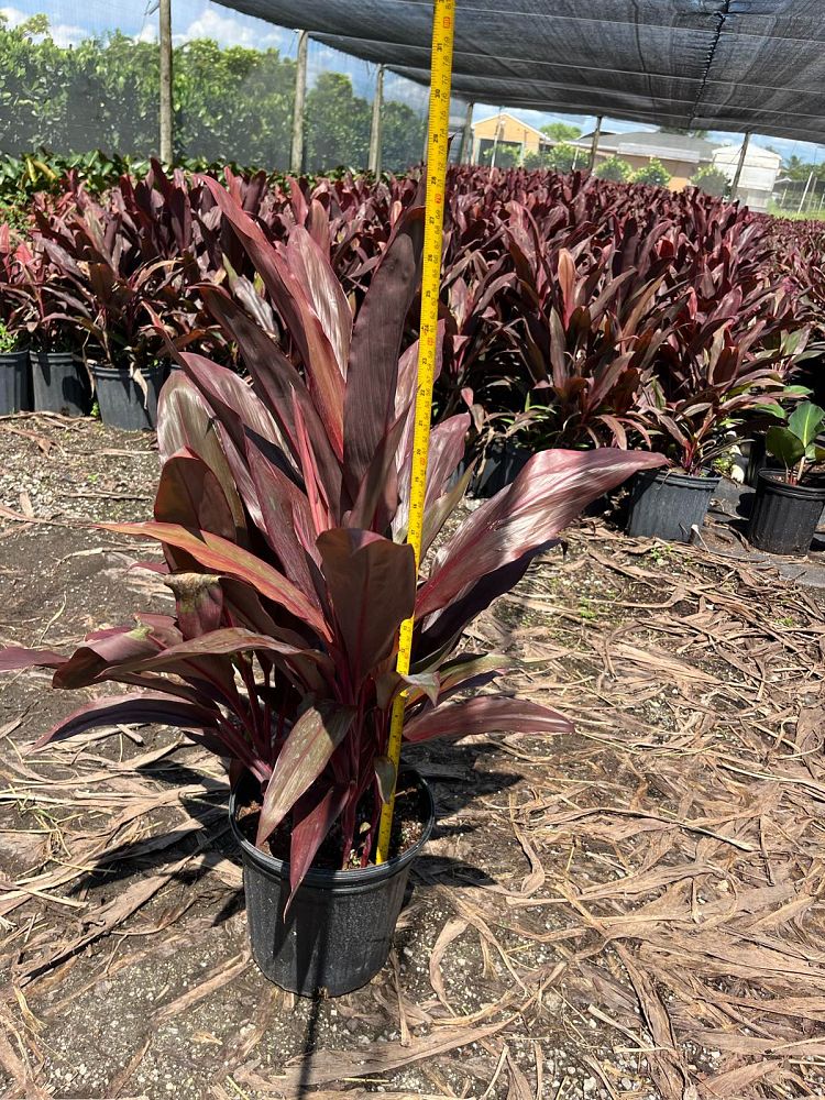 cordyline-fruticosa-auntie-lou-ti-plant-cordyline-terminalis-dracaena-terminalis