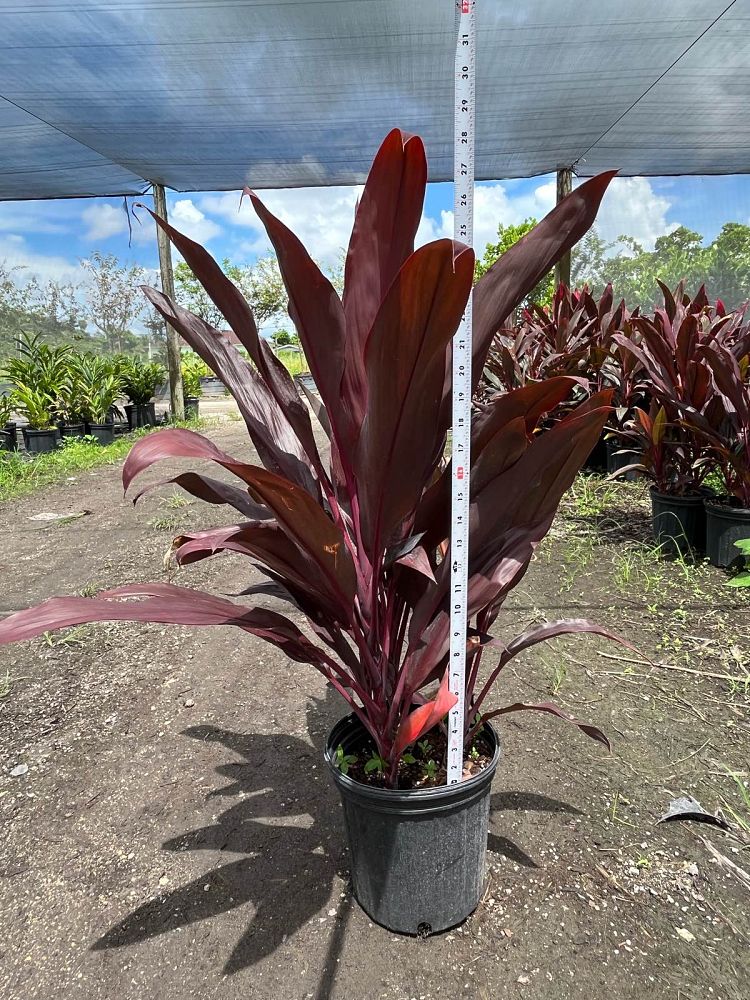 cordyline-fruticosa-auntie-lou-ti-plant-cordyline-terminalis-dracaena-terminalis