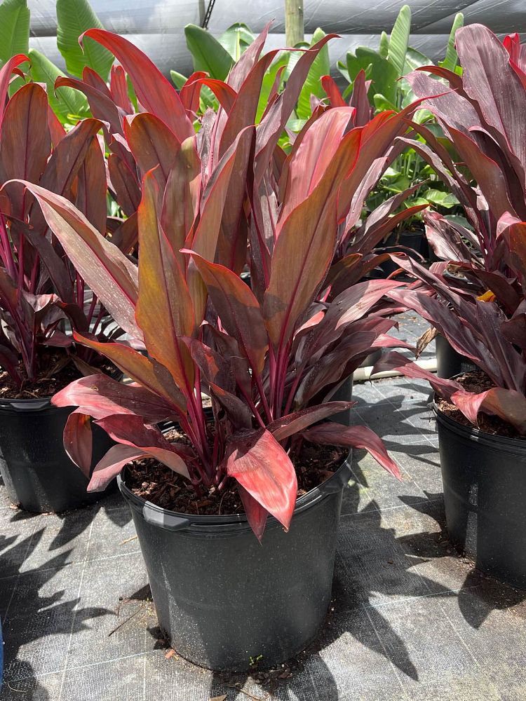 cordyline-fruticosa-auntie-lou-ti-plant-cordyline-terminalis-dracaena-terminalis