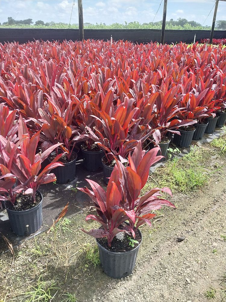 cordyline-fruticosa-auntie-lou-ti-plant-cordyline-terminalis-dracaena-terminalis